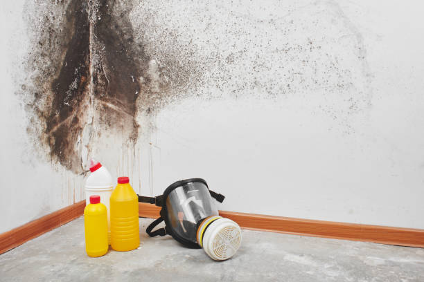 Best Professional Mold Removal  in Pleasant Ridge, MI