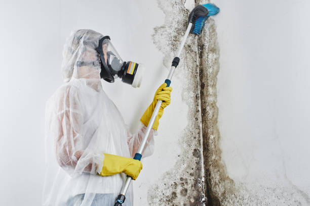 Best Mold Removal Near Me  in Pleasant Ridge, MI