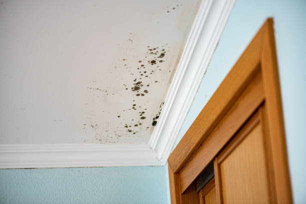 Best Affordable Mold Removal  in Pleasant Ridge, MI