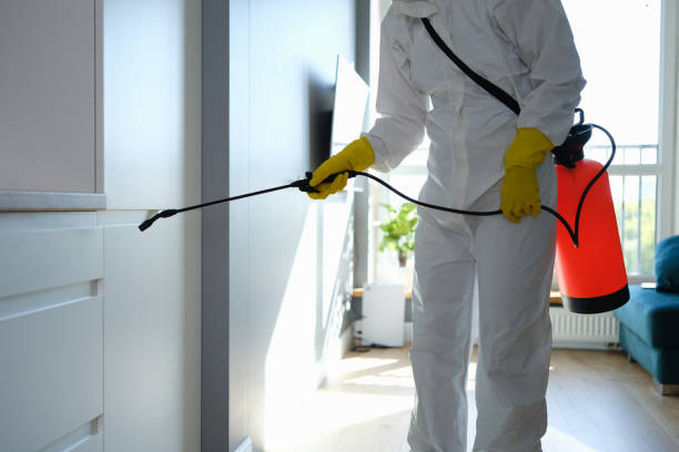 Best Black Mold Removal  in Pleasant Ridge, MI