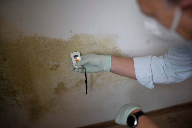 Best Crawl Space Mold Removal  in Pleasant Ridge, MI