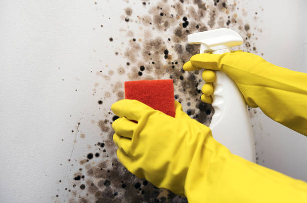 Best Mold Cleaning Services  in Pleasant Ridge, MI