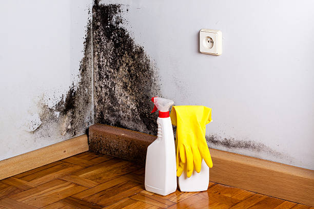Trusted Pleasant Ridge, MI Mold Removal Experts
