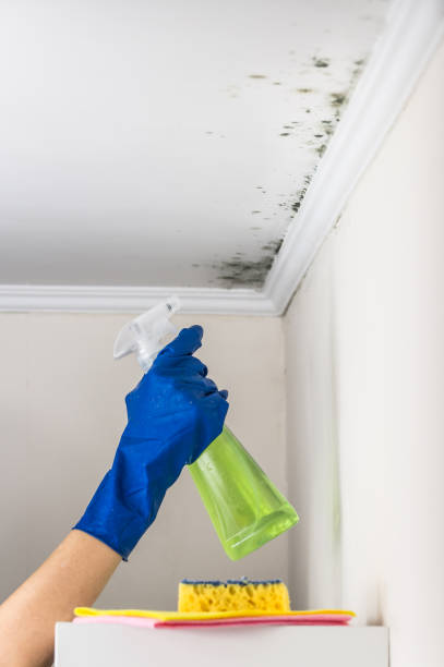 Office Mold Removal Services in Pleasant Ridge, MI